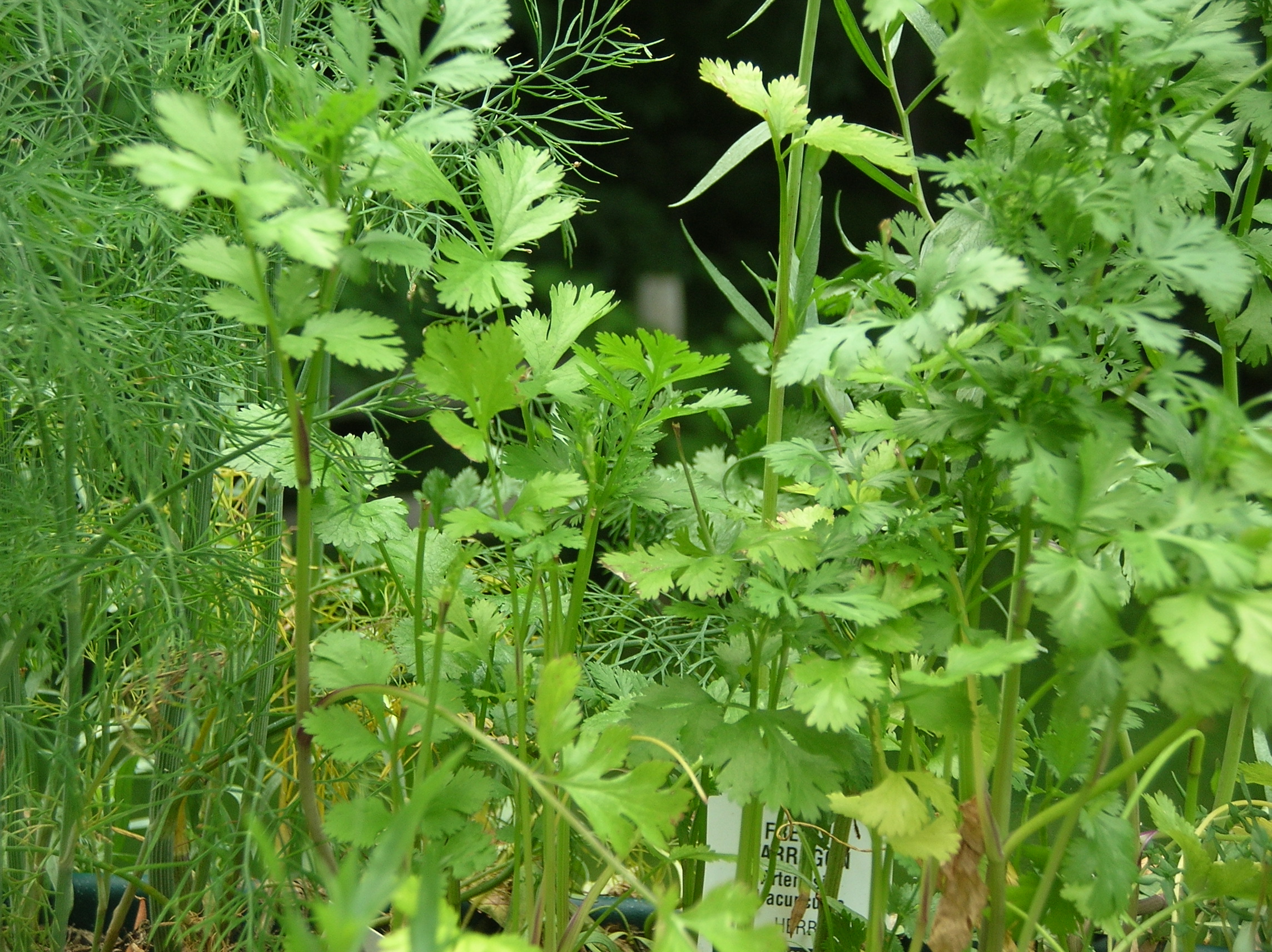 コリアンダー The Herb Garden